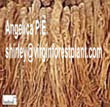 Angelica P.E. (Shirley At Virginforestplant Dot Com)